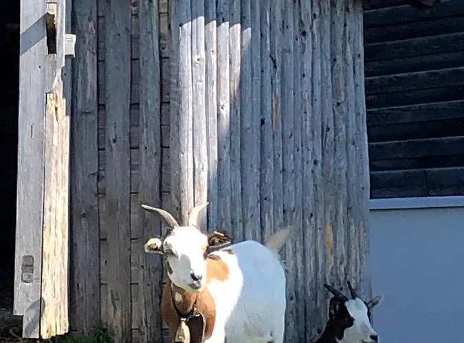 Heijerhof - 6 Apartmán