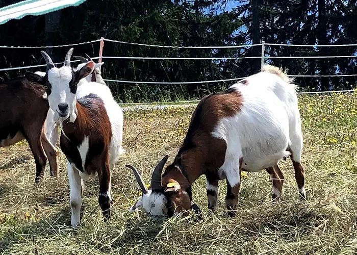 Apartmán Heijerhof - 6